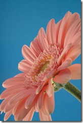 dreamstimefree_1682717