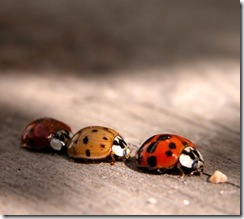 macro-ladybirds-2 macro-ladybirds-2